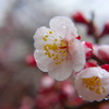 DSC00266