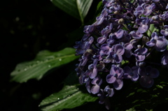 DSCF5480