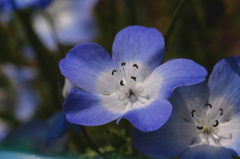DSCF1265