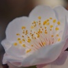 梅