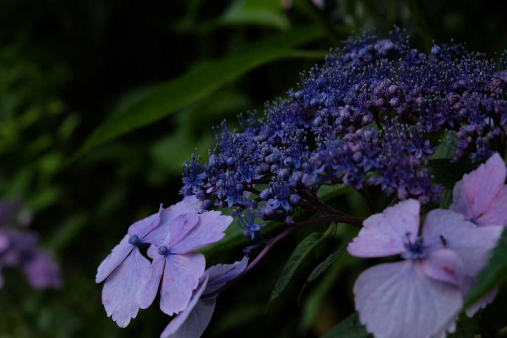 DSCF5624
