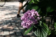 DSCF5576