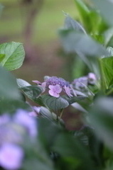 DSCF7188