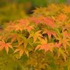 DSCF0617-1