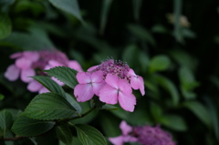 DSCF5683