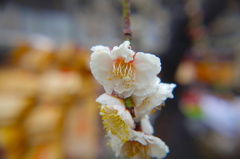 DSC00238