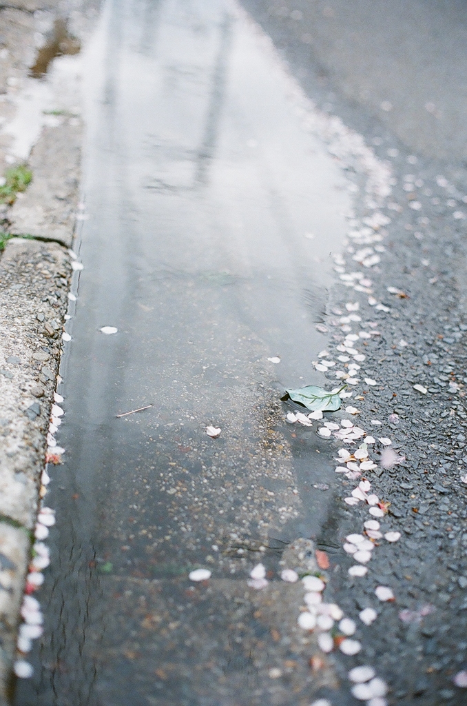 これも桜。