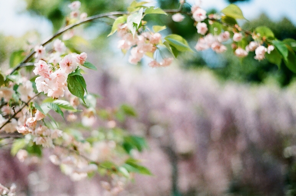 桜と藤と。