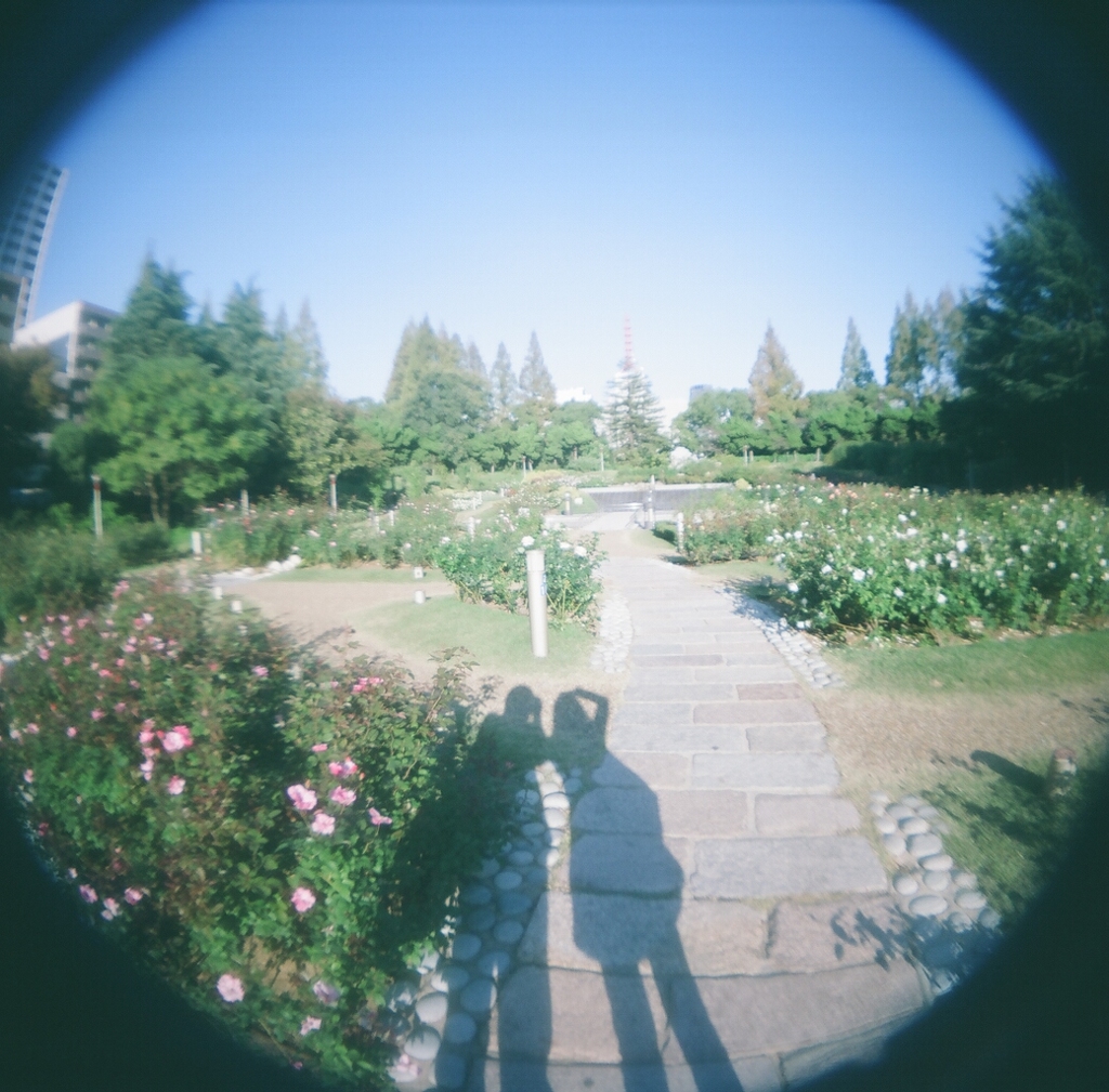 バラ園にて。