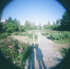 バラ園にて。