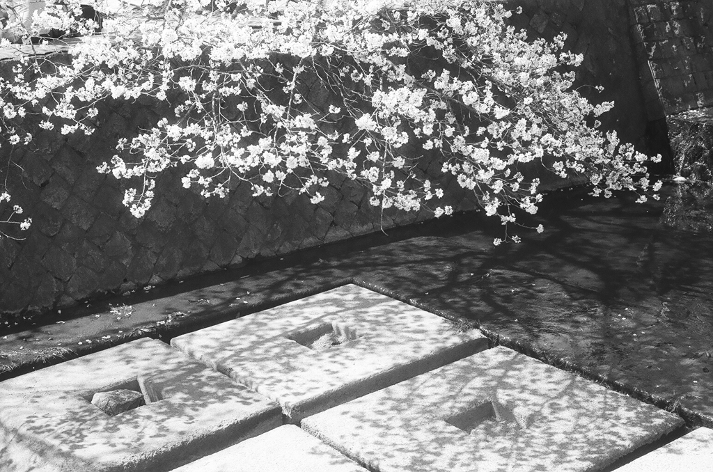 落桜「影」
