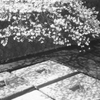 落桜「影」