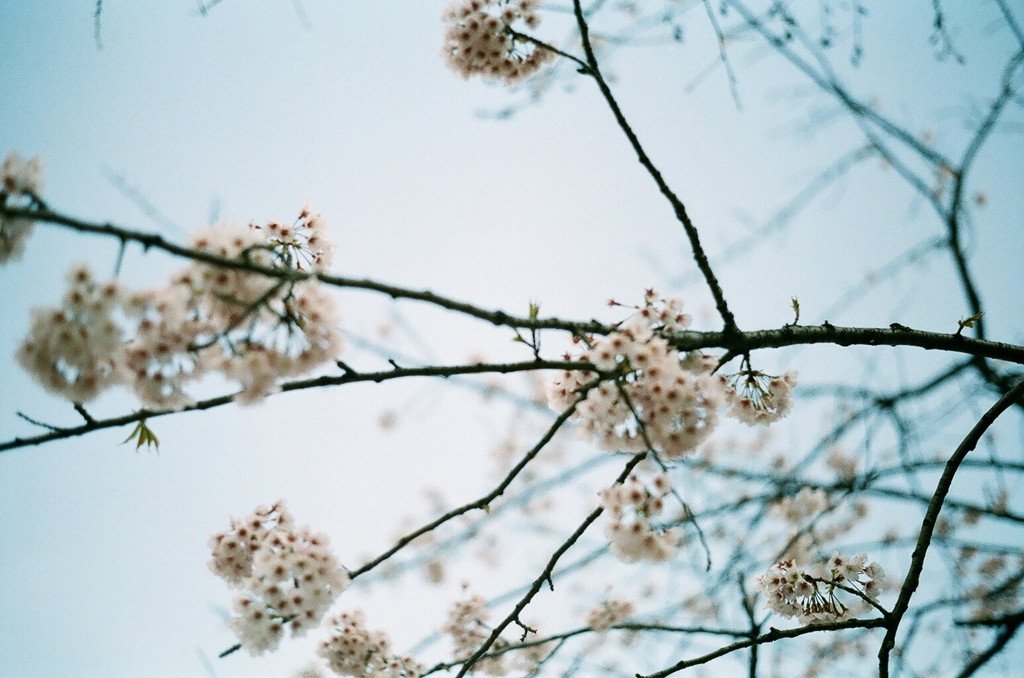 SAKURA.