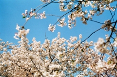 桜の桃と空の青。