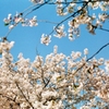 桜の桃と空の青。