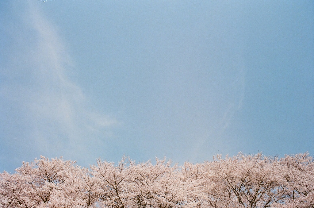 水色桜色。