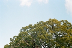 空色と緑色と。