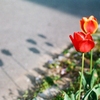 道端チューリップ