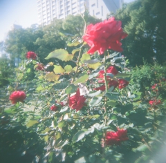 バラの赤と葉の緑。