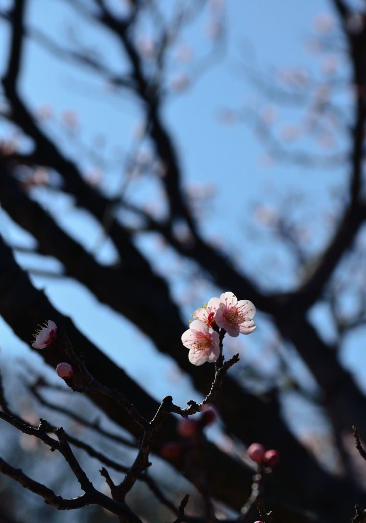 青空に誘われて