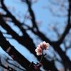青空に誘われて