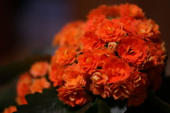 1センチの花①