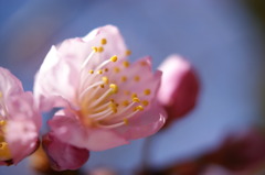 春よ来い