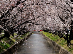 五条川