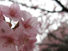 一番桜