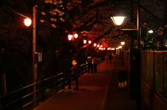 夜桜見物