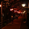 夜桜見物