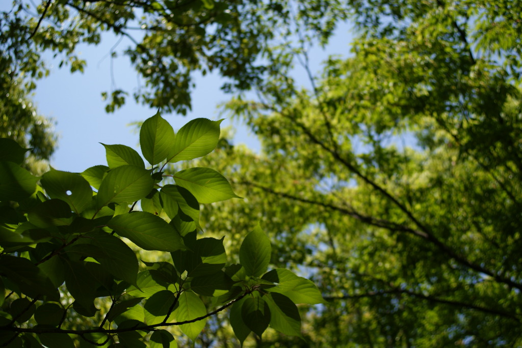 木陰