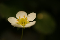 いちごの花