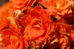 1センチの花②