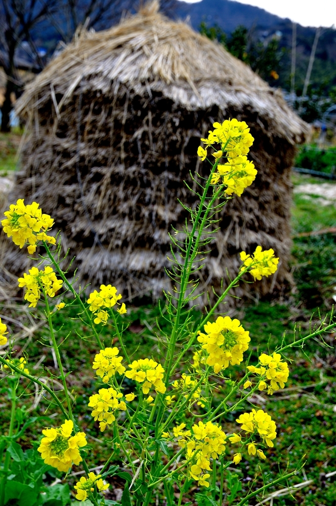 菜の花