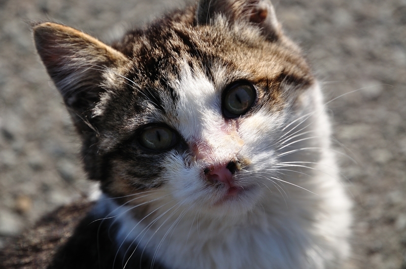 ねこちゃん