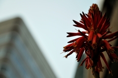 ビルの合間のアロエの花