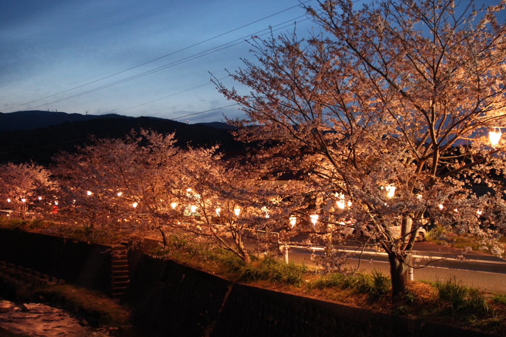 夜桜