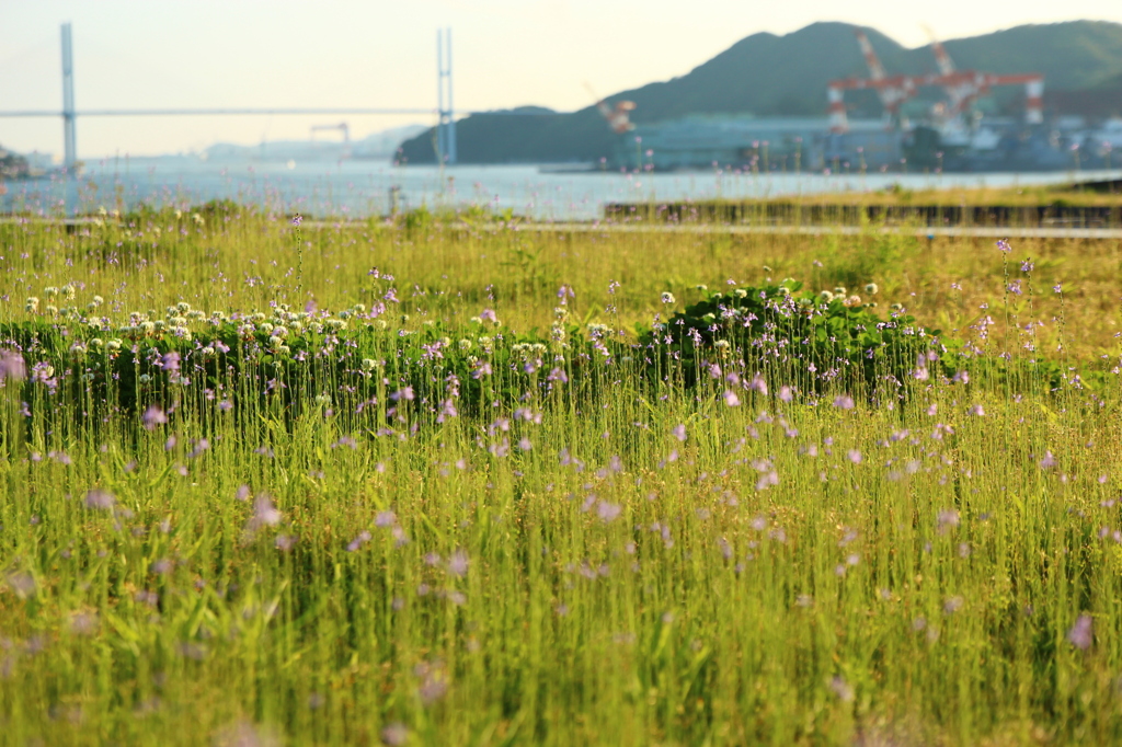 屋上庭園