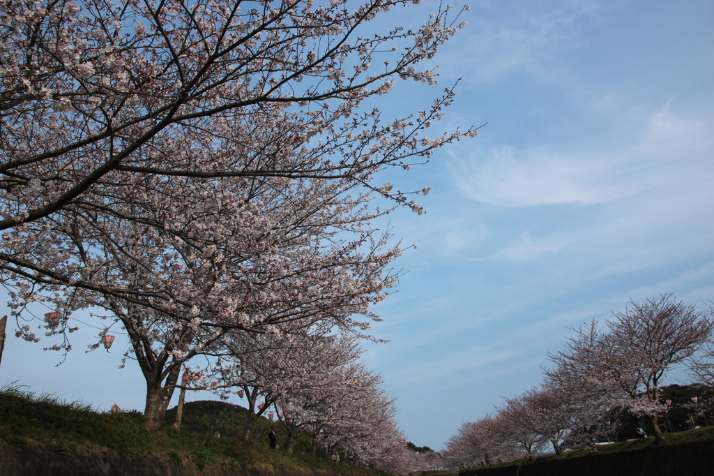 お花見