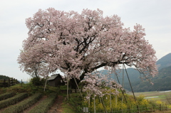 百年桜