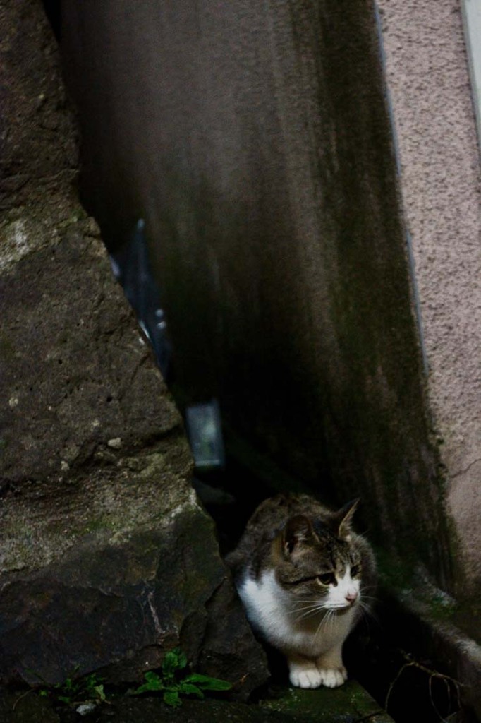 路地裏の猫