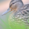 人慣れしてるカモ。