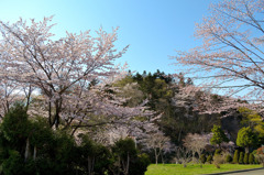 某所の桜