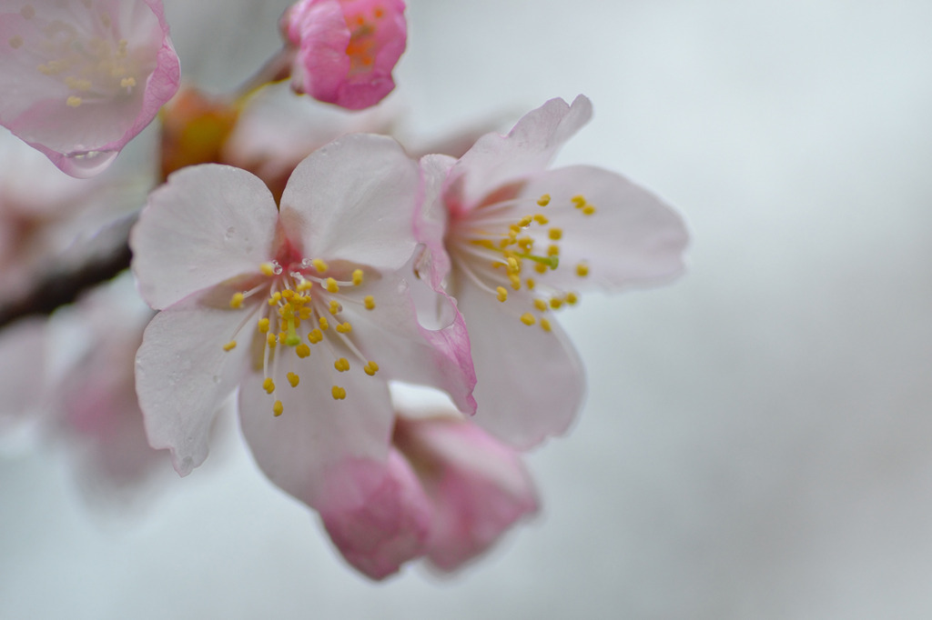 雨桜