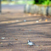 公園で見かけた小鳥