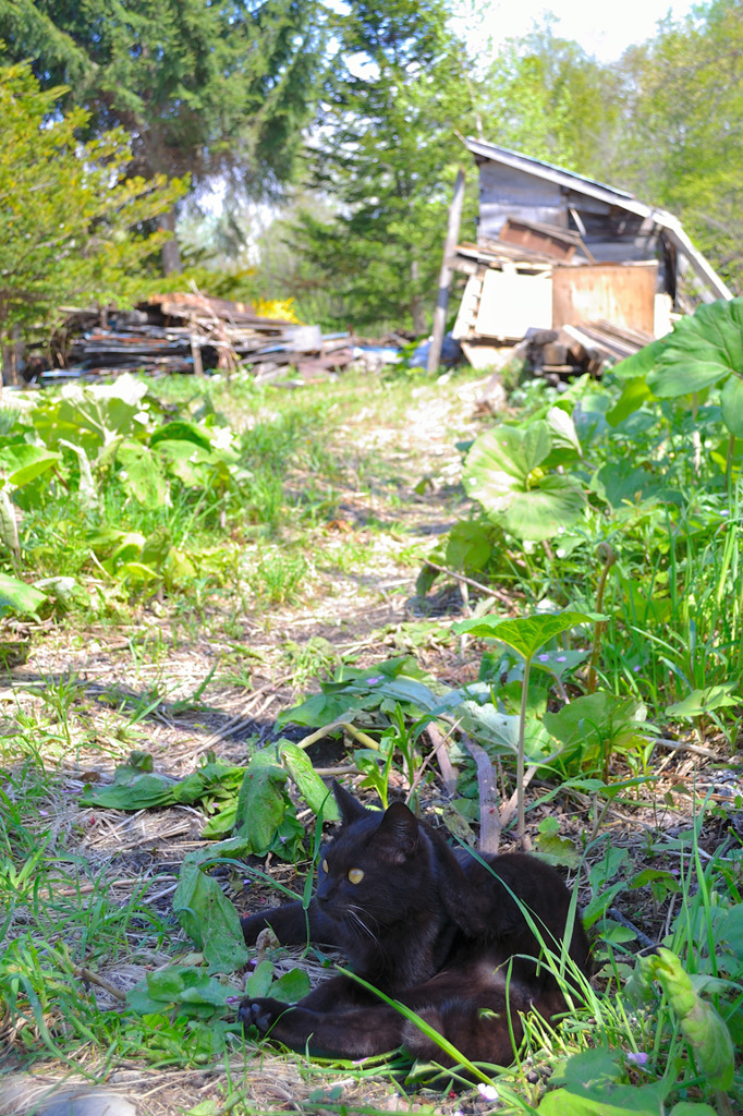 廃墟の黒猫