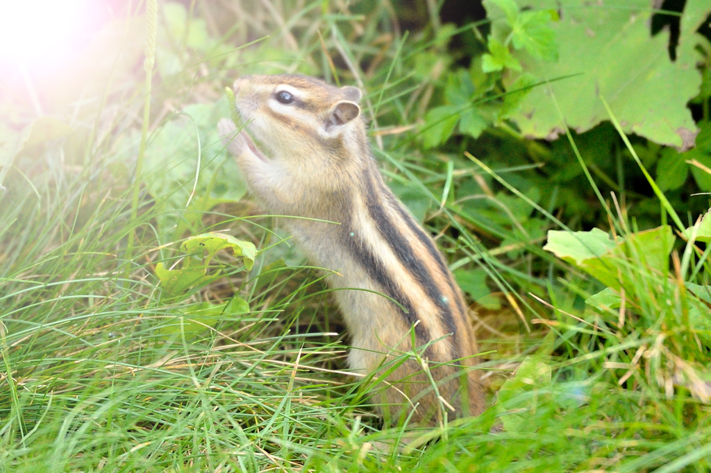 ネ申さま　お原頁い