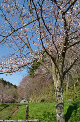 某所の桜（２）