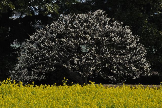 菜の花と梅の木